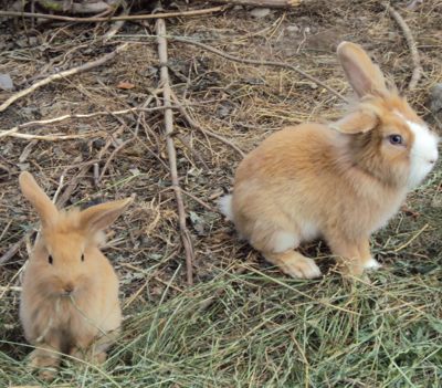 La foto del giorno: buona Pasqua!